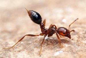 Imported Red Fire Ants