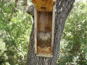 Nest Box with Nest