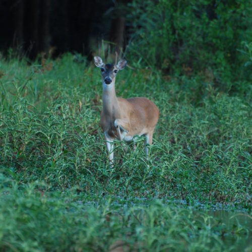 White-tailed Deer (6)