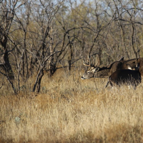 buck and doe in woods