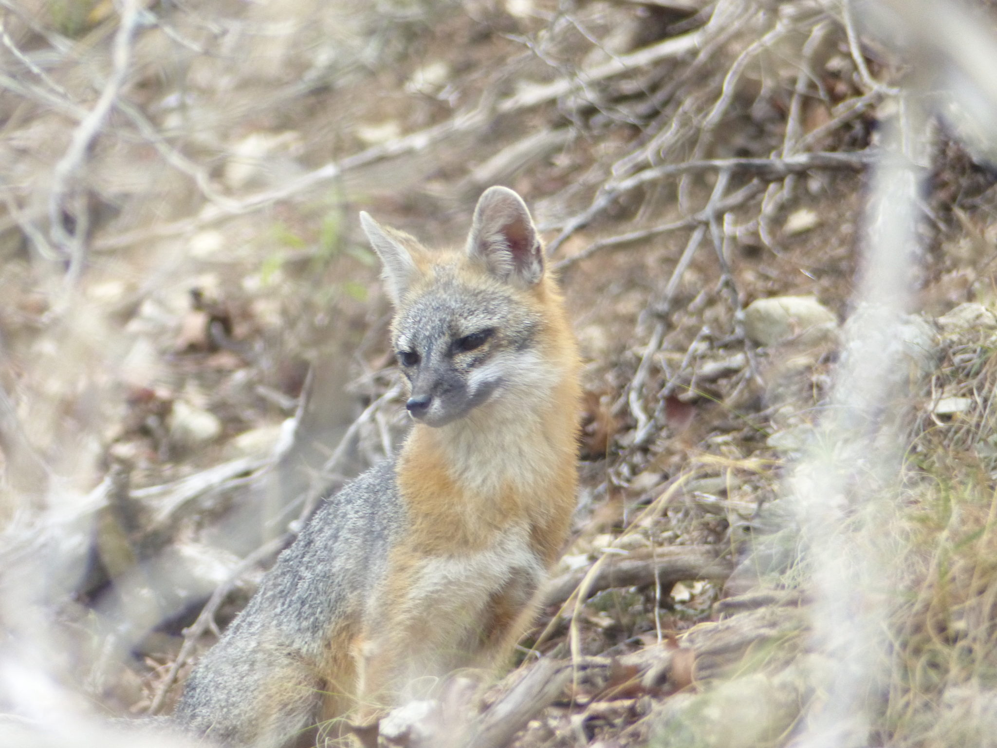 seasons-october-2022-plateau-land-wildlife-management