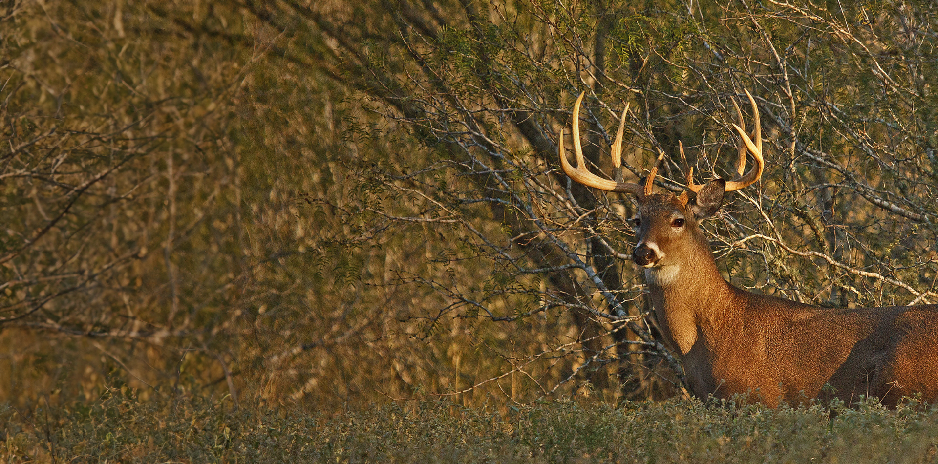 Maintain Your Low<br>Property Taxes with<br>Wildlife Management