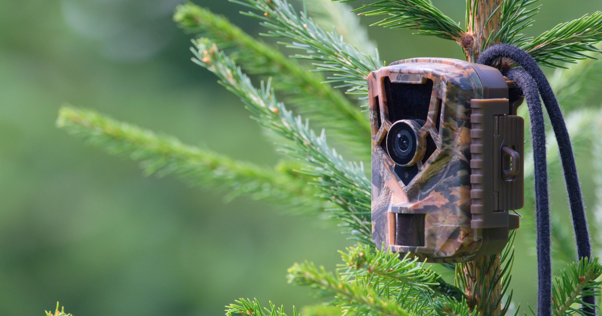 Wildlife site monitoring