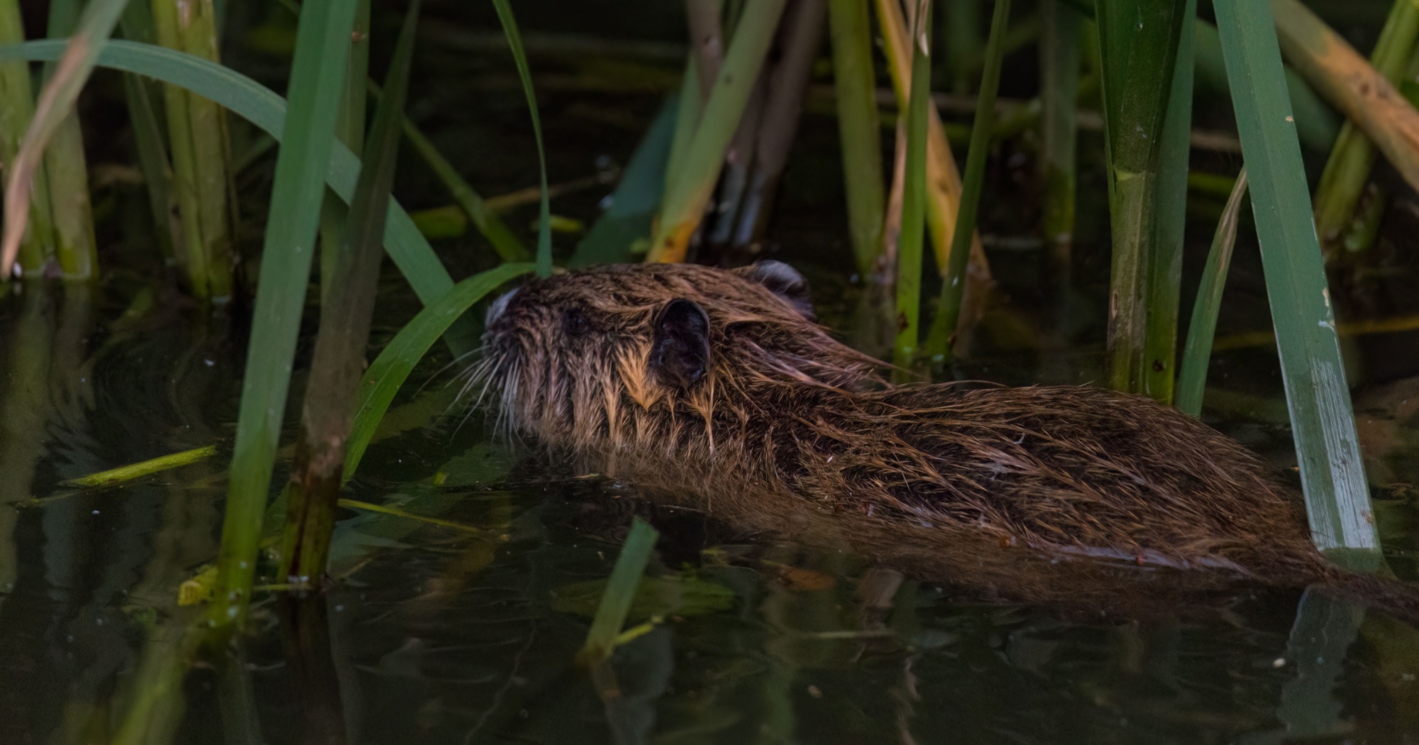 Invasive Species Control in Texas