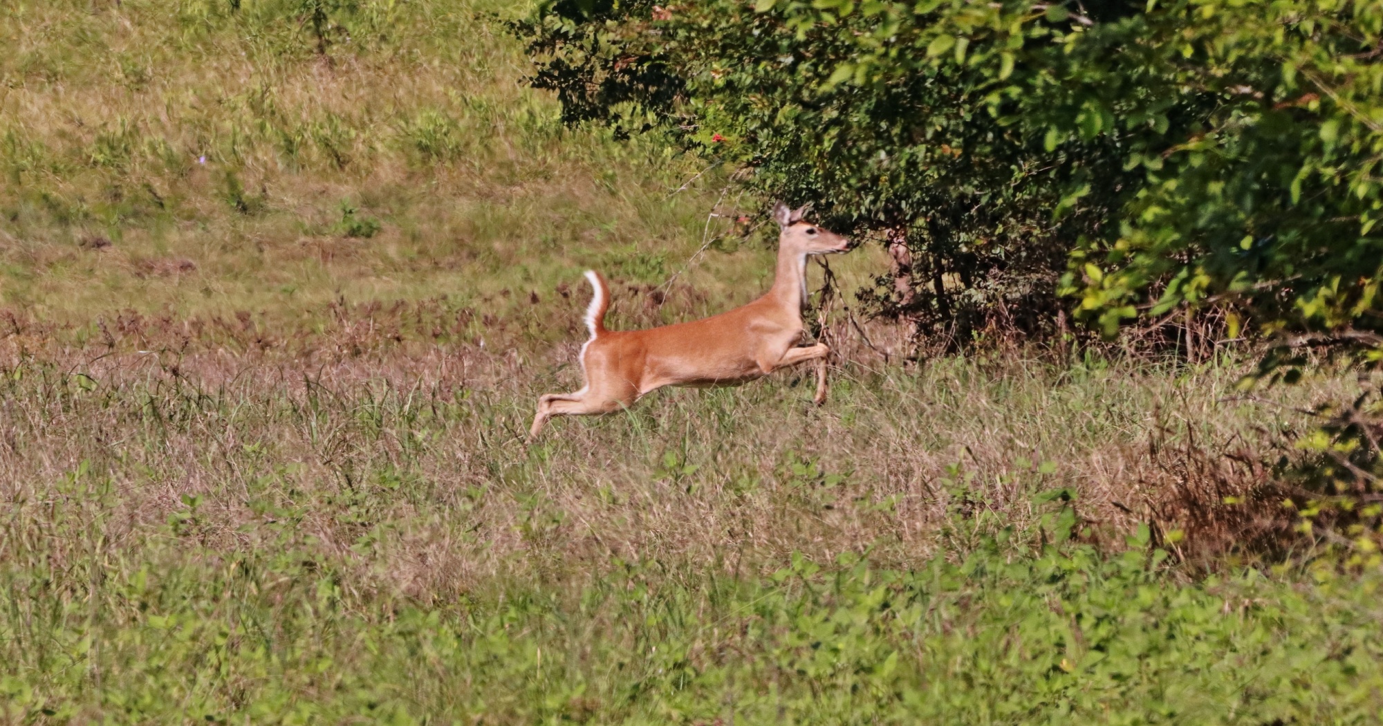 Summer to Fall Wildlife Management Texas