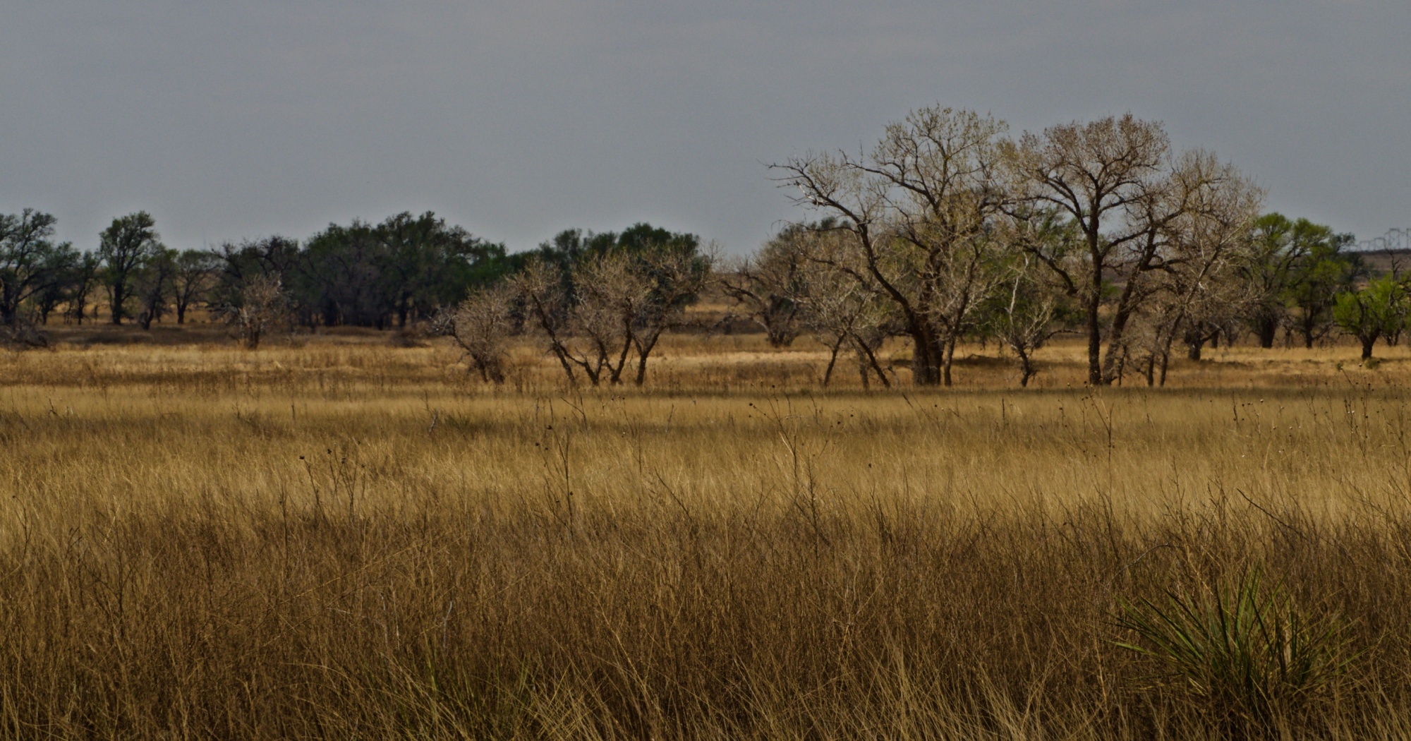 Texas Winter Wildlife Habitat