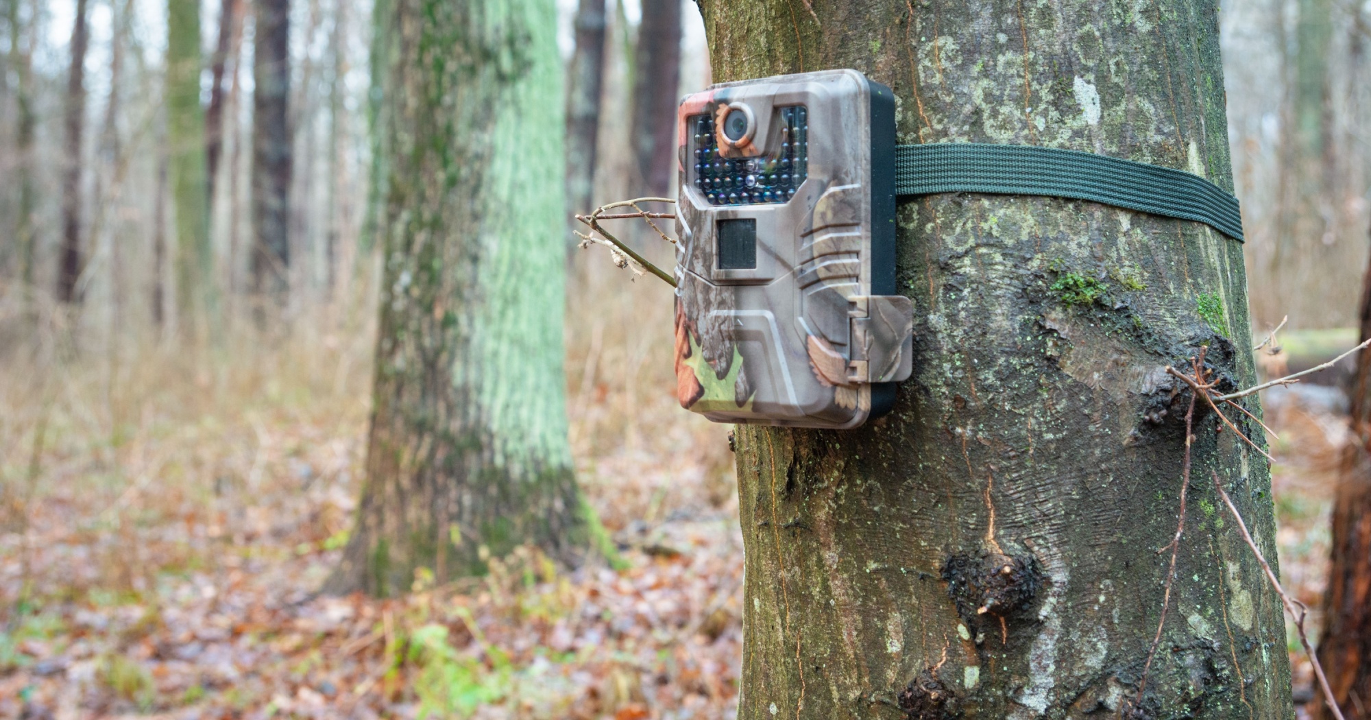 Texas Wildlife Camera Monitoring