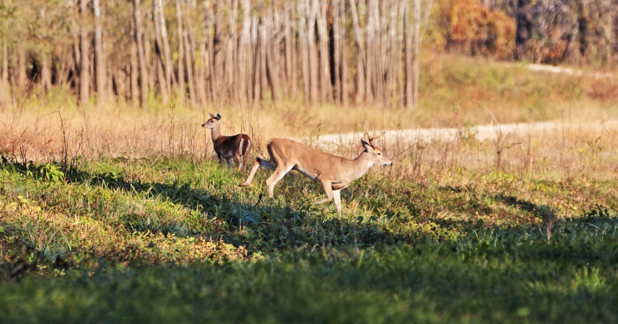Refile Your Texas Wildlife Management Plan