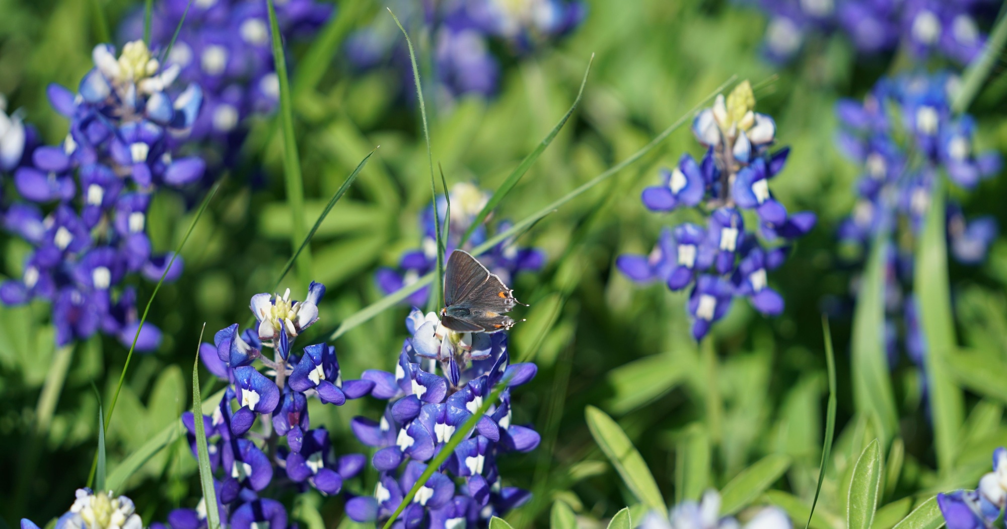 Texas Habitat Management Planning
