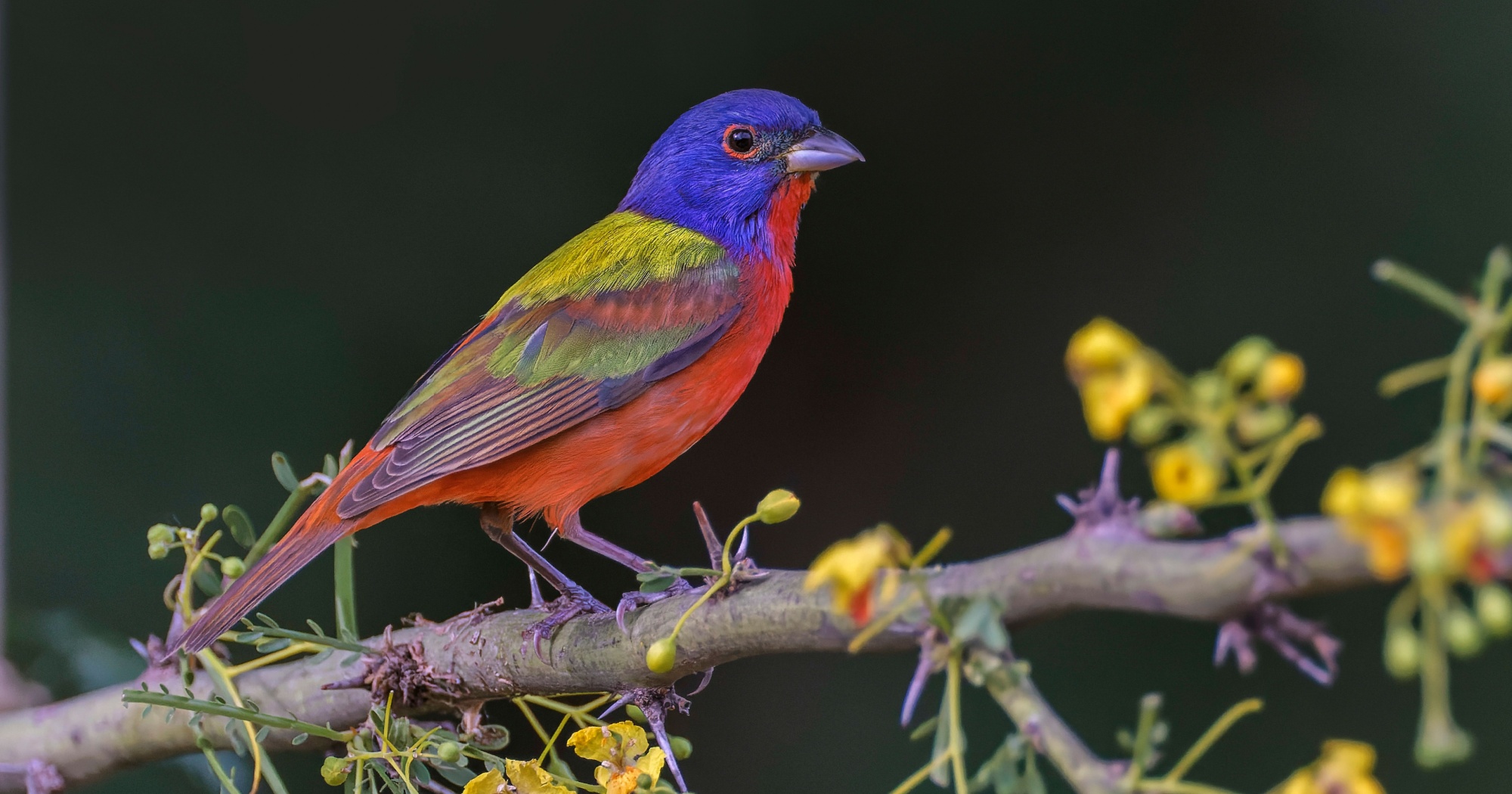 Spring breeding bird surveys Texas