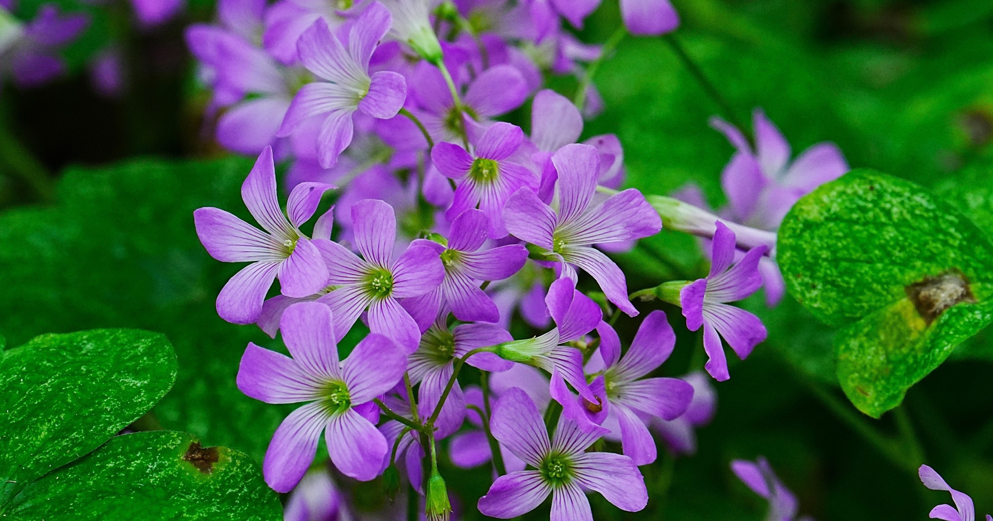 Texas wildlife management qualifying activities