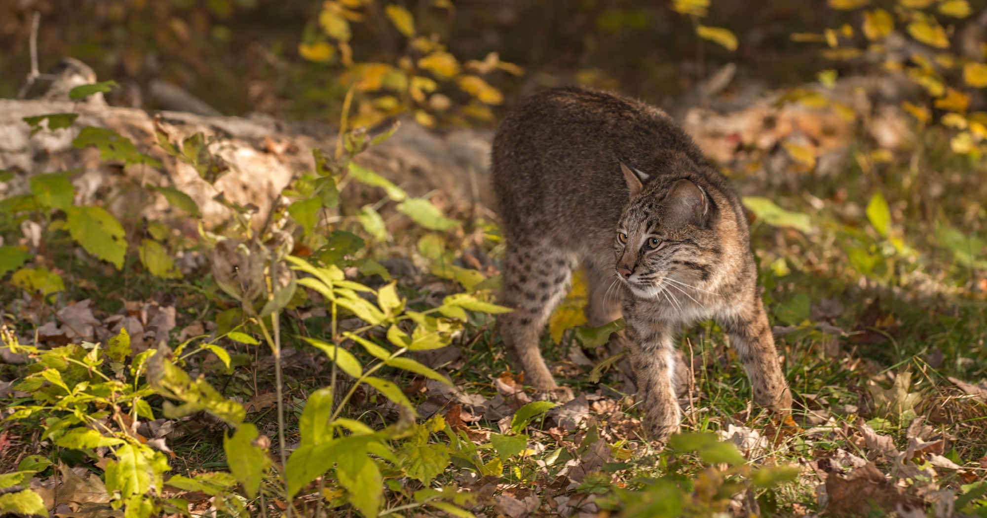 habitat and predator control Texas